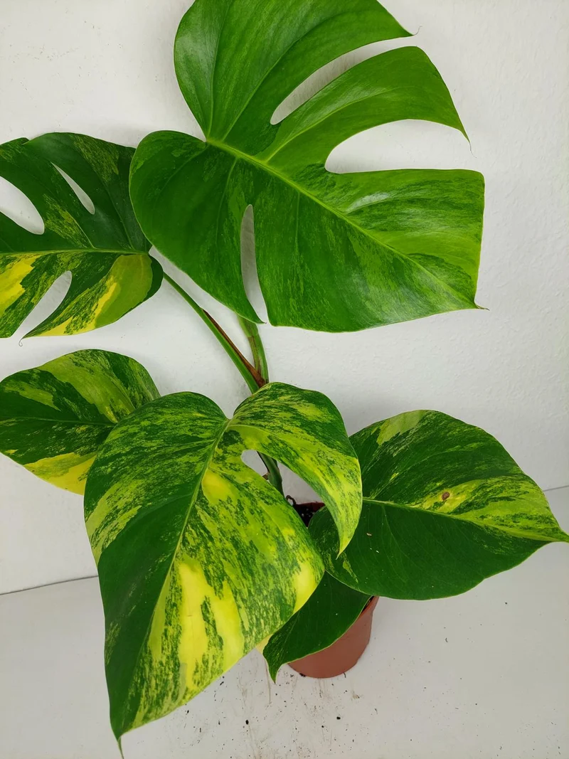 Monstera Aurea