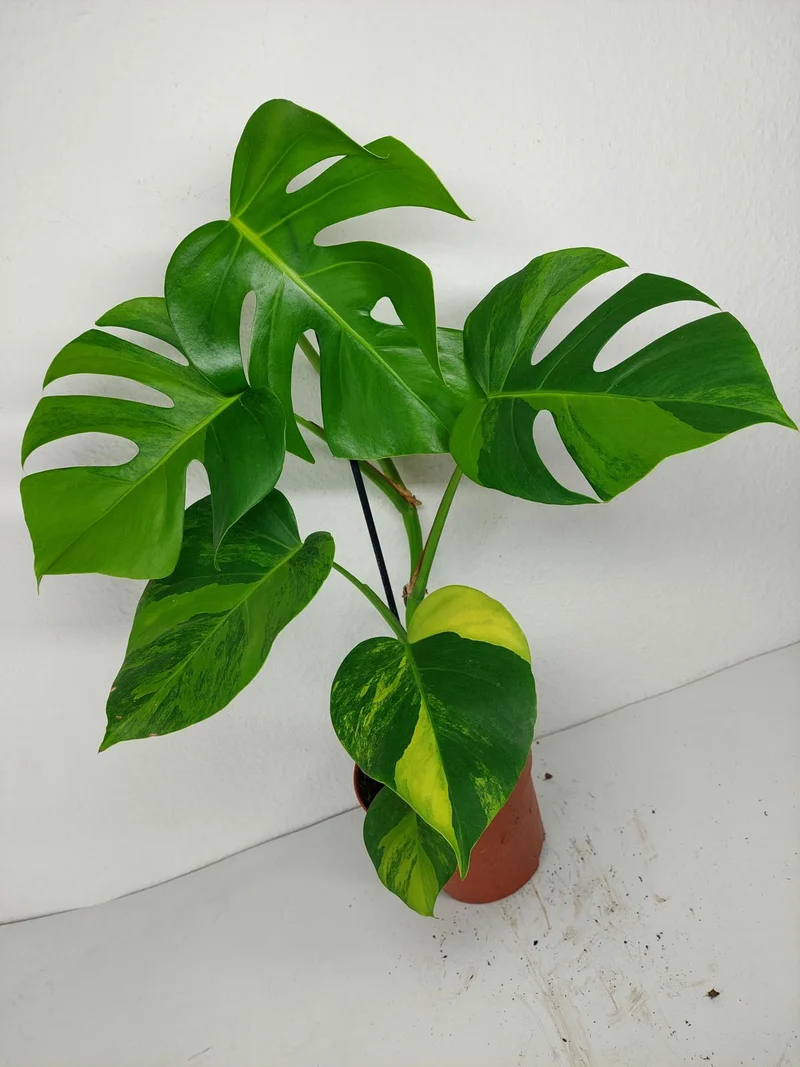 Monstera Aurea
