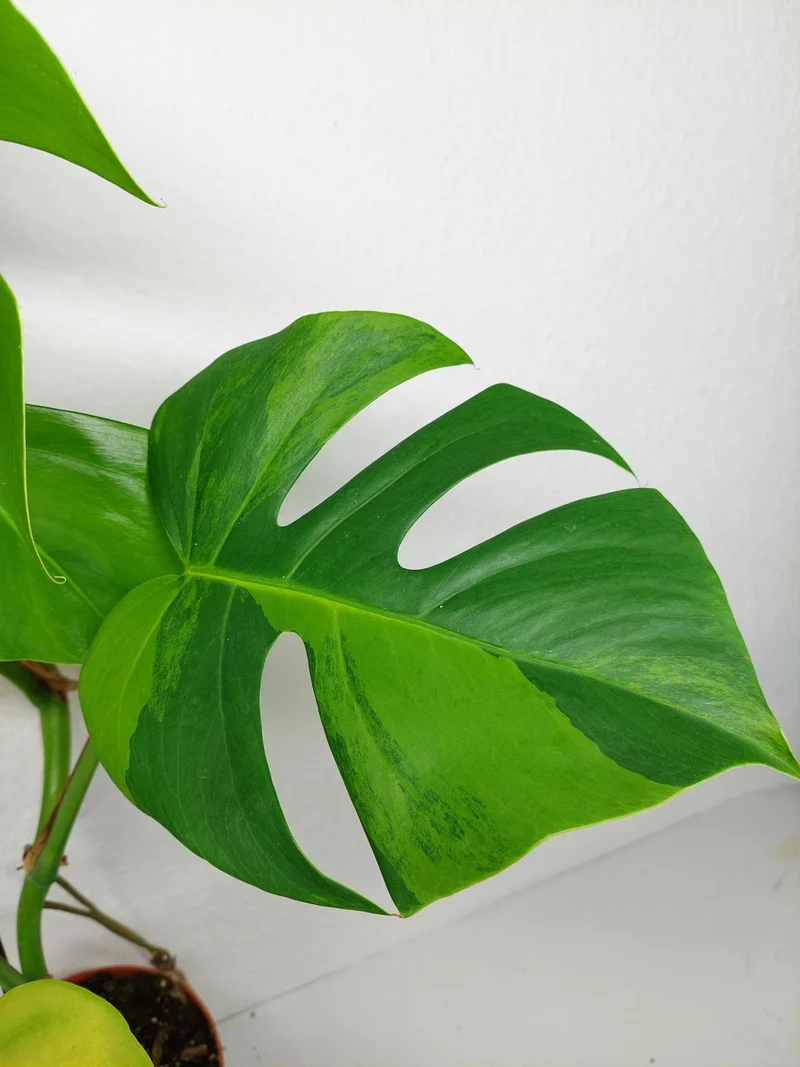 Monstera Aurea