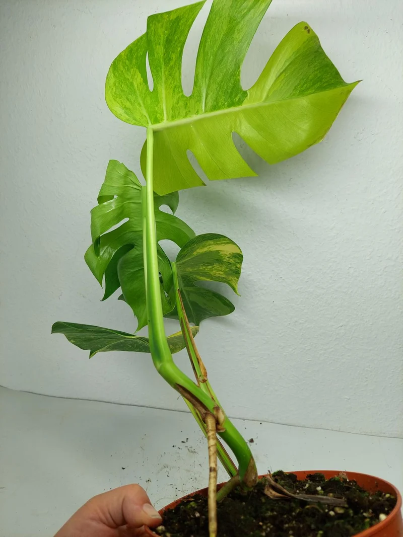 Monstera Aurea
