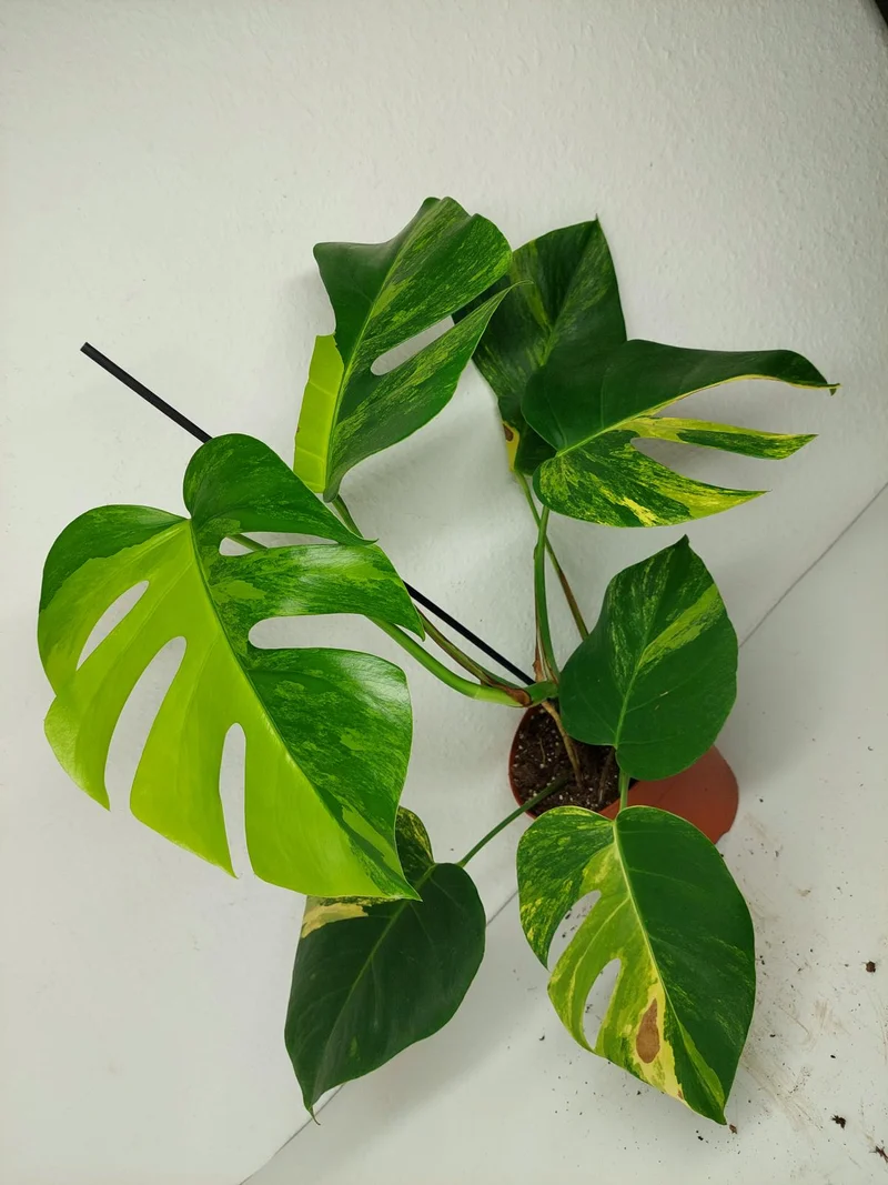 Monstera Aurea
