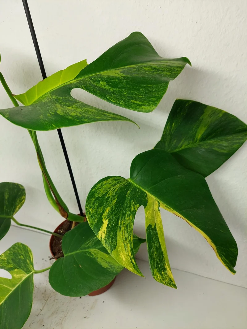 Monstera Aurea