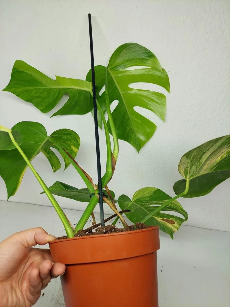 Monstera Aurea