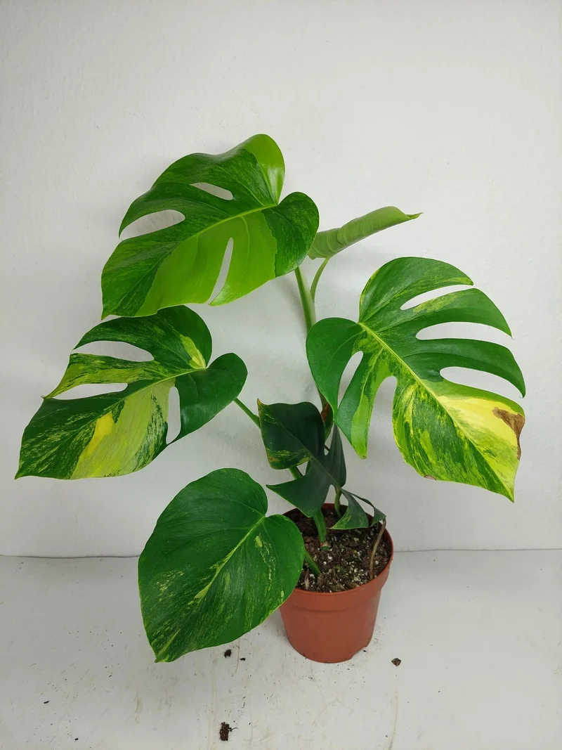 Monstera Aurea