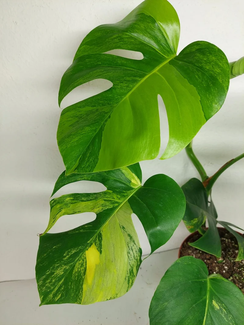 Monstera Aurea