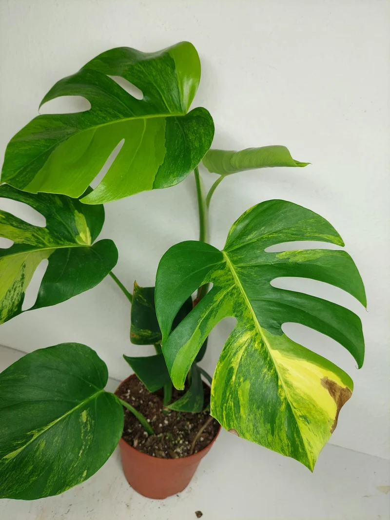 Monstera Aurea