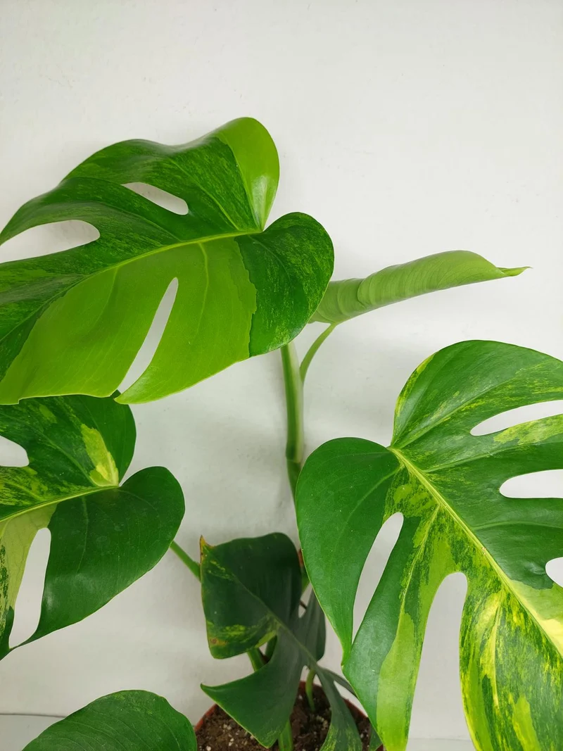 Monstera Aurea