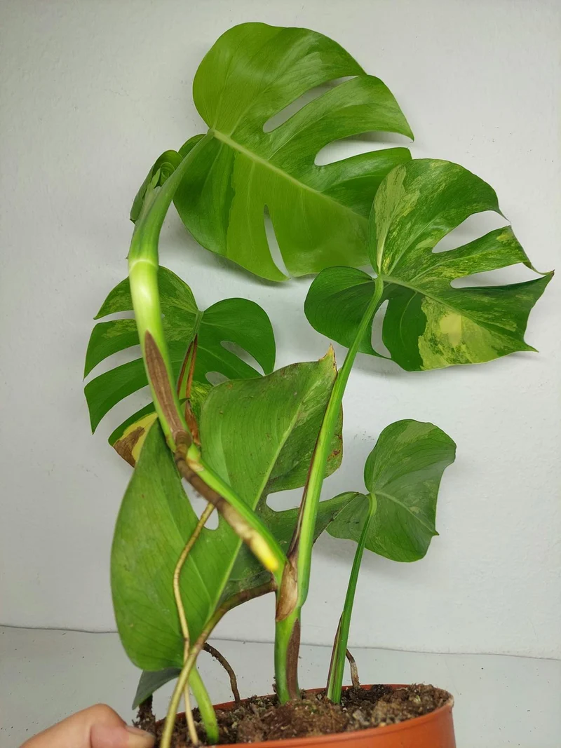 Monstera Aurea