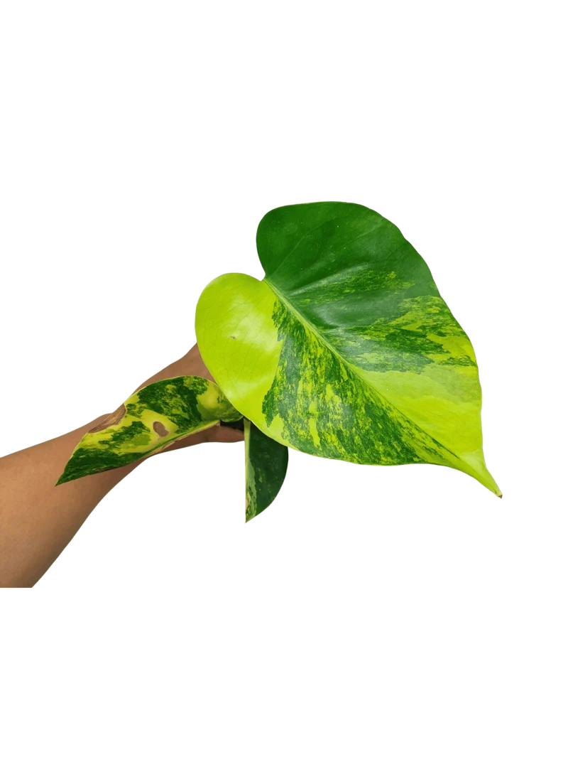 Monstera Aurea Yellow Marilyn 1A