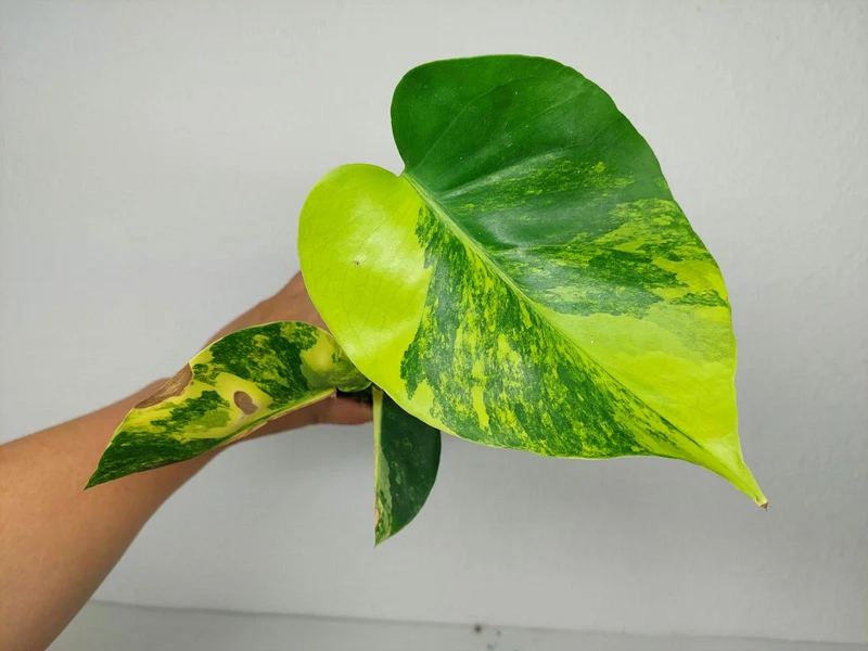Monstera Aurea Yellow Marilyn 1A