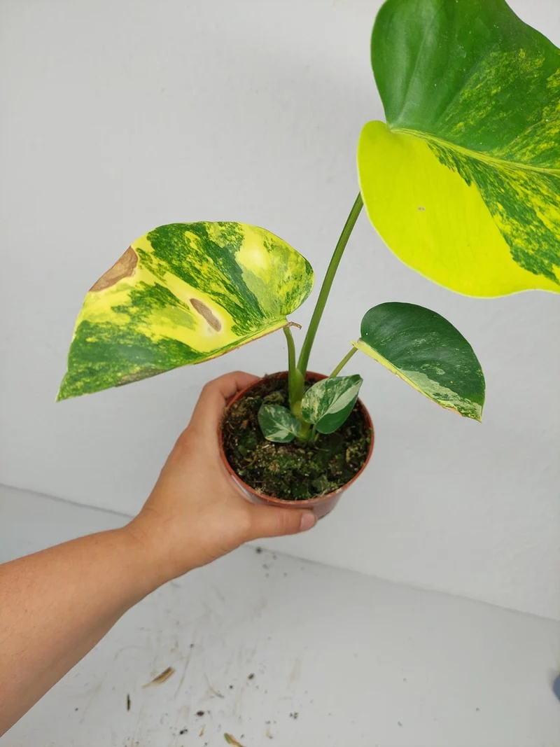Monstera Aurea Yellow Marilyn 1A