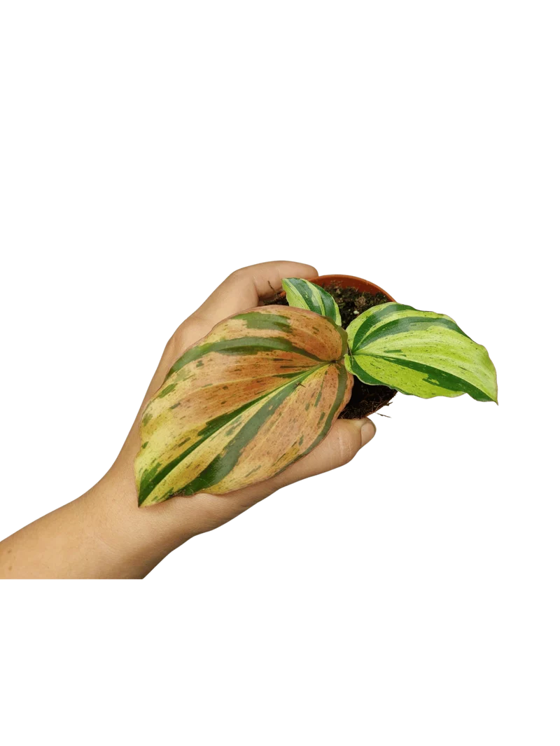 Kaempferia Pulchra Marble Variegata