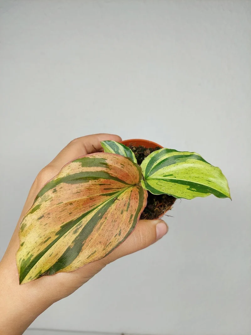Kaempferia Pulchra Marble Variegata