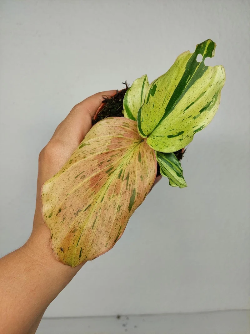 Kaempferia Pulchra Marble Variegata