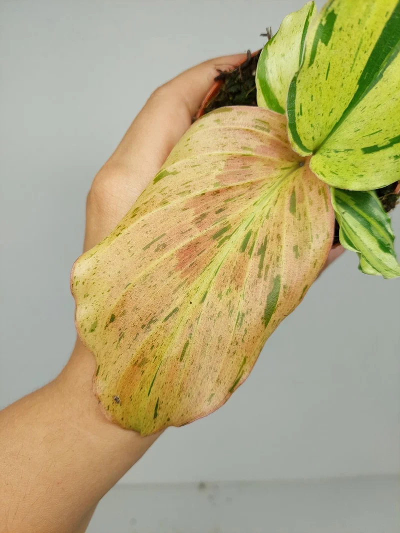 Kaempferia Pulchra Marble Variegata