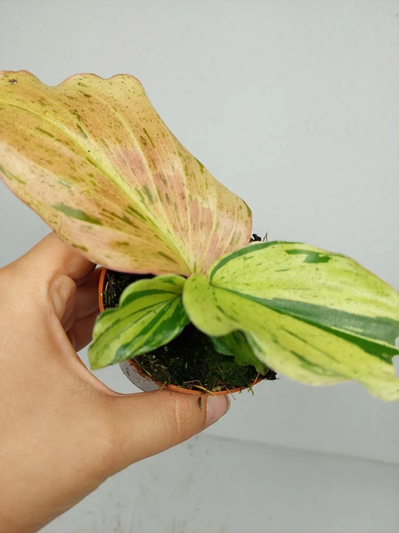 Kaempferia Pulchra Marble Variegata