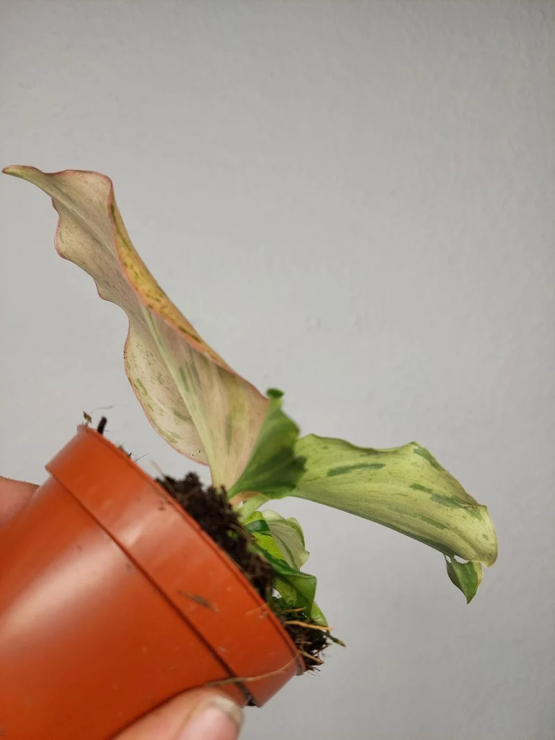 Kaempferia Pulchra Marble Variegata