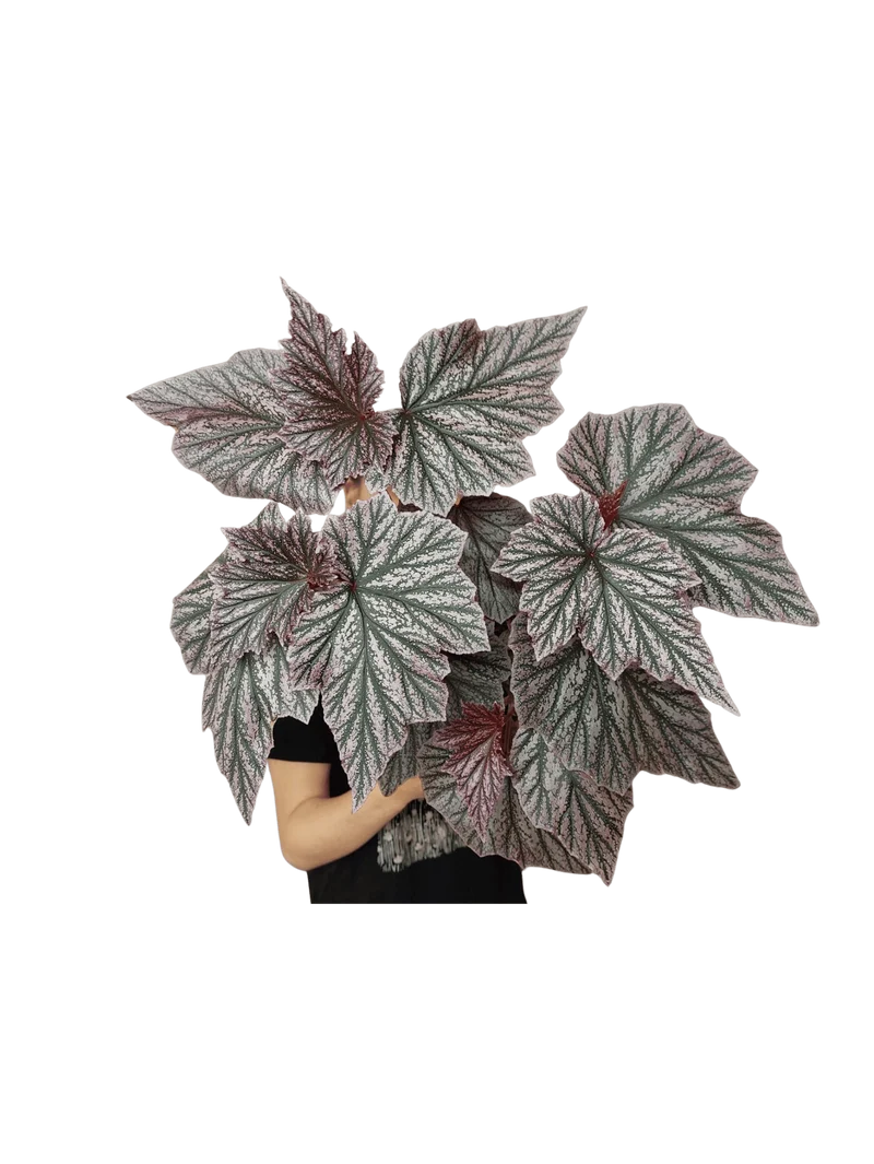 Begonia Pink Minx buschig