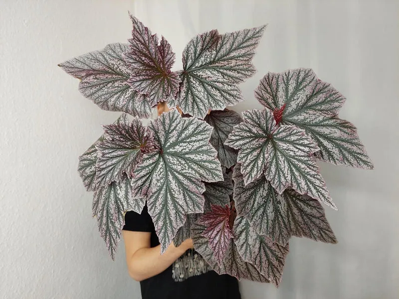 Begonia Pink Minx buschig