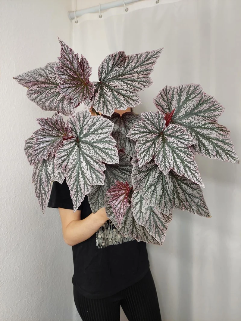 Begonia Pink Minx buschig