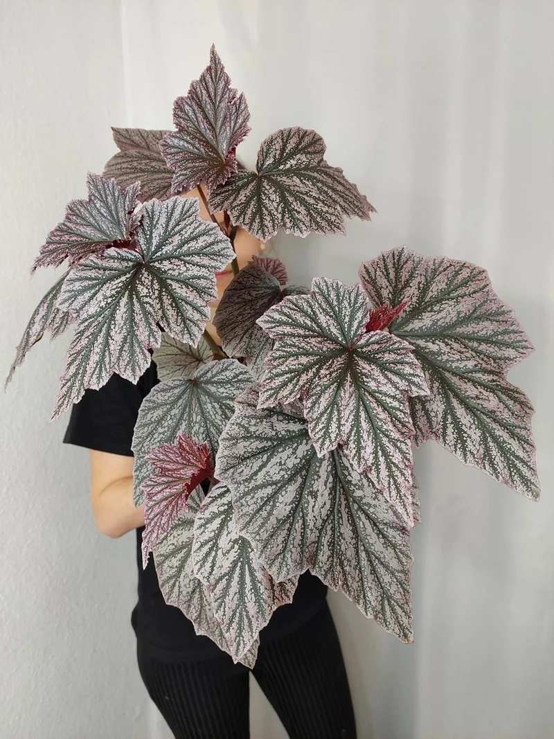 Begonia Pink Minx buschig