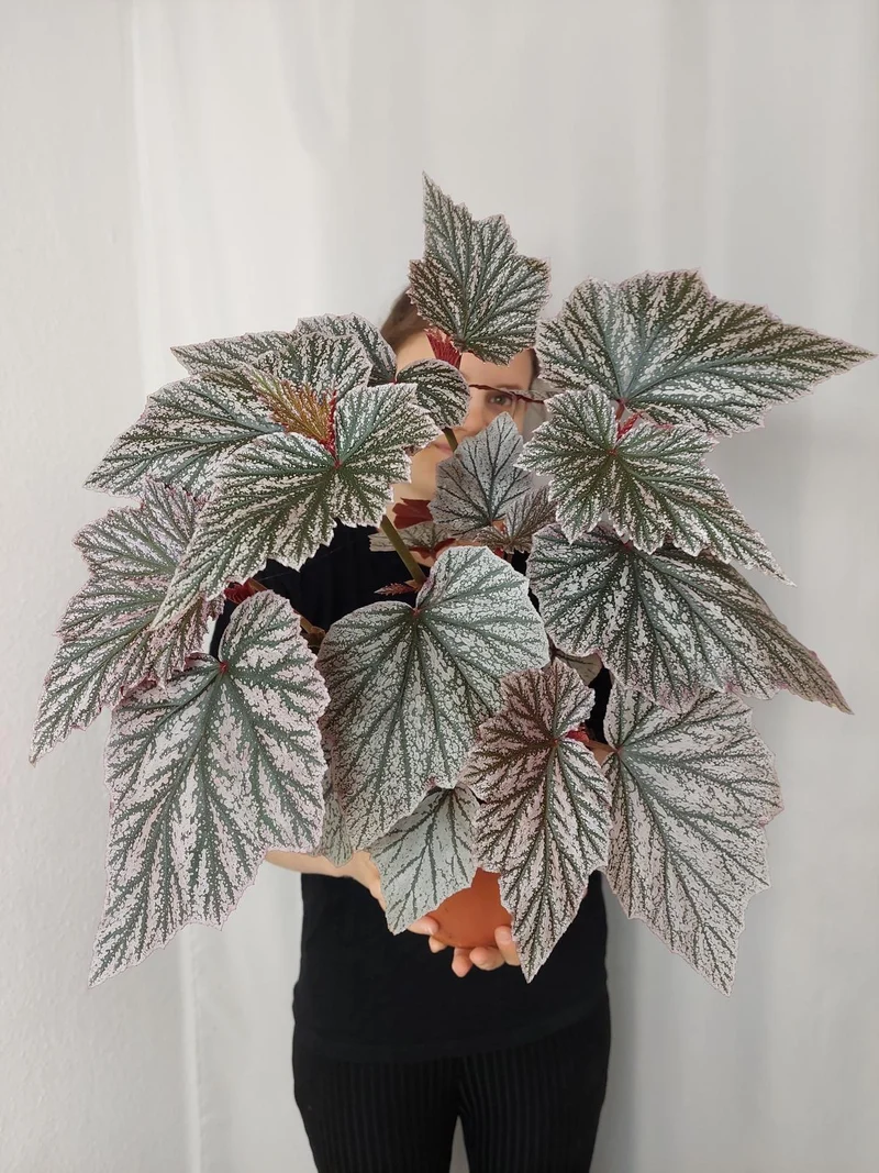 Begonia Pink Minx buschig
