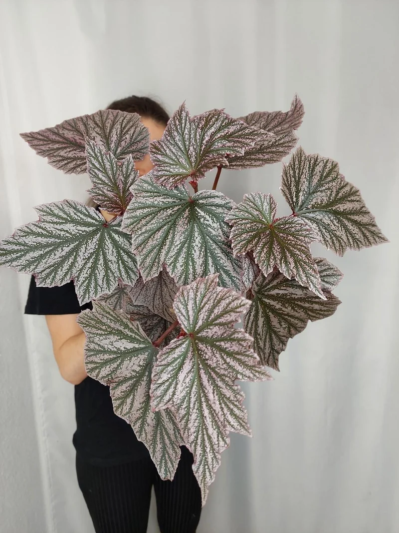 Begonia Pink Minx buschig
