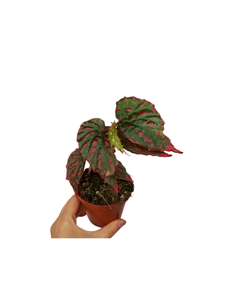 Begonia Mila's Miracle