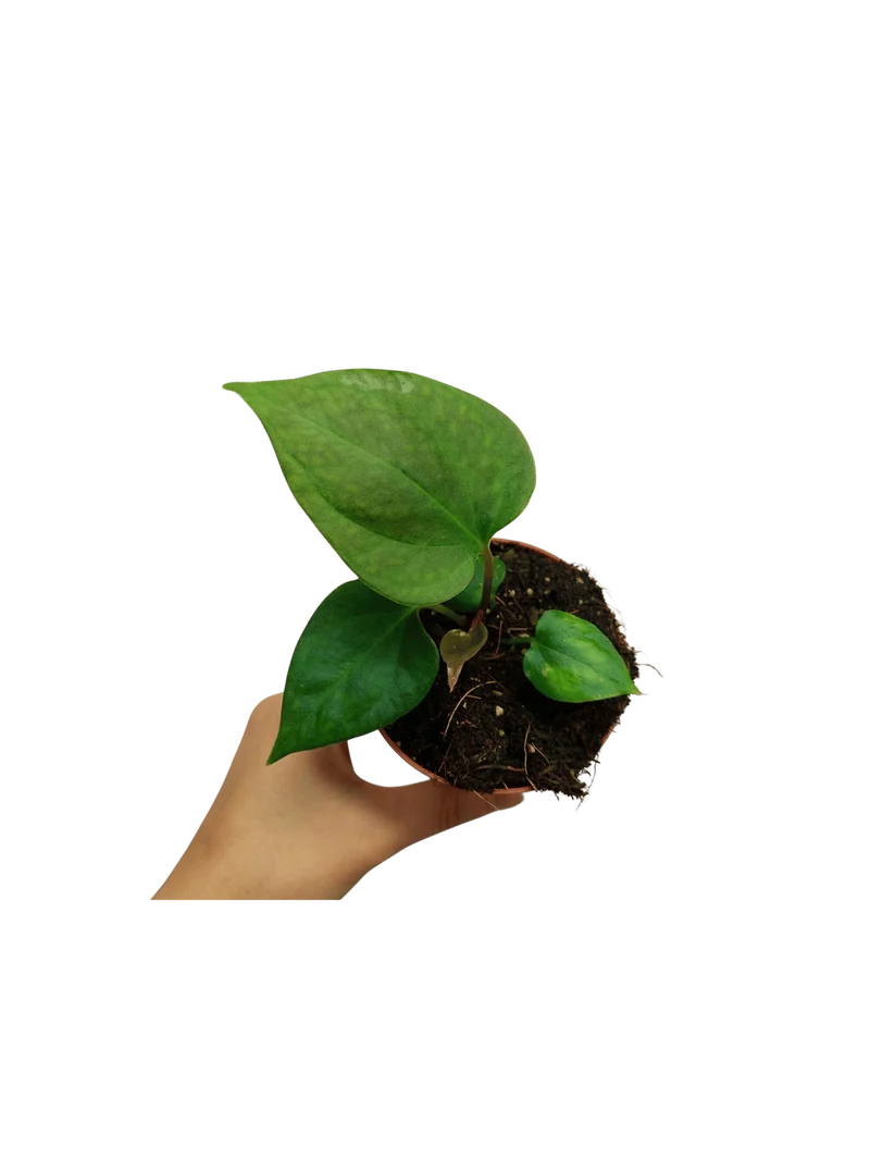 Anthurium Portillae
