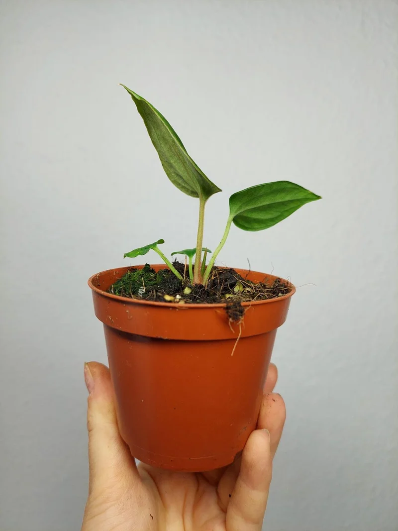 Anthurium Portillae