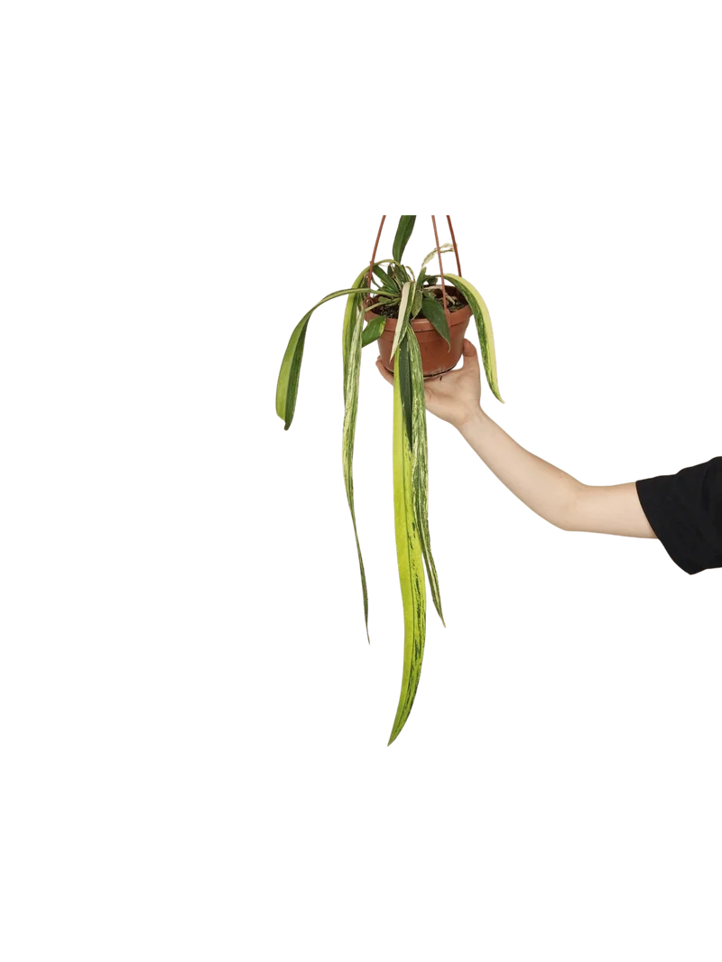 Anthurium Vittarifolium Aurea Variegata groß