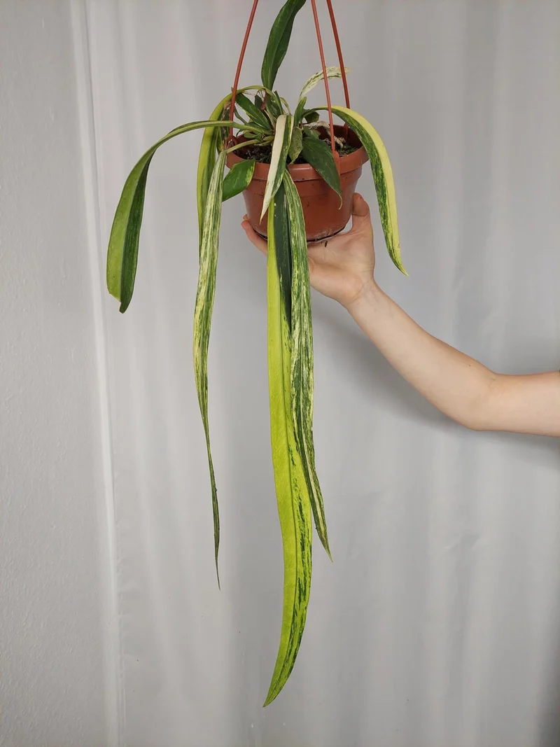 Anthurium Vittarifolium Aurea Variegata groß