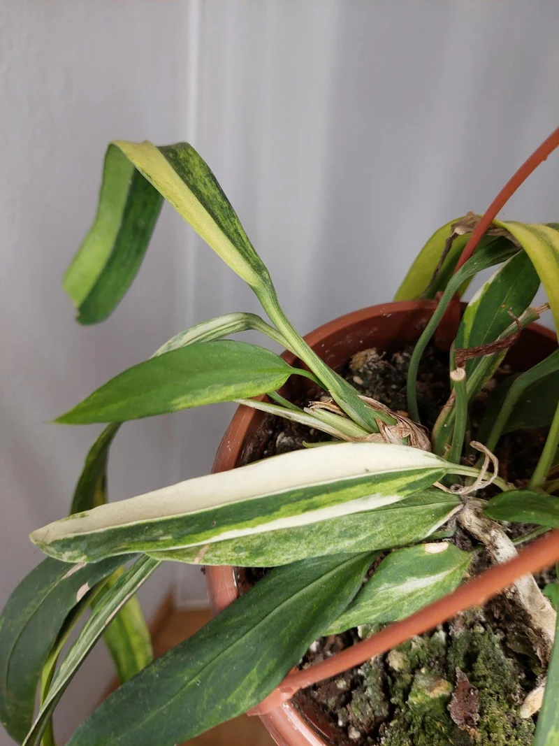Anthurium Vittarifolium Aurea Variegata groß