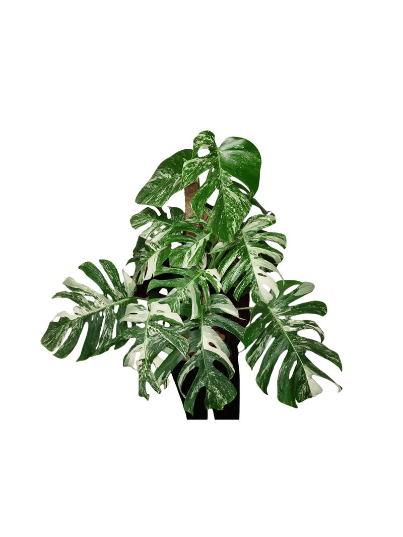 Monstera Variegata buschig
