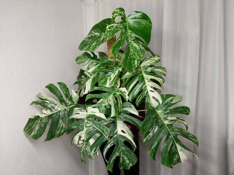 Monstera Variegata buschig