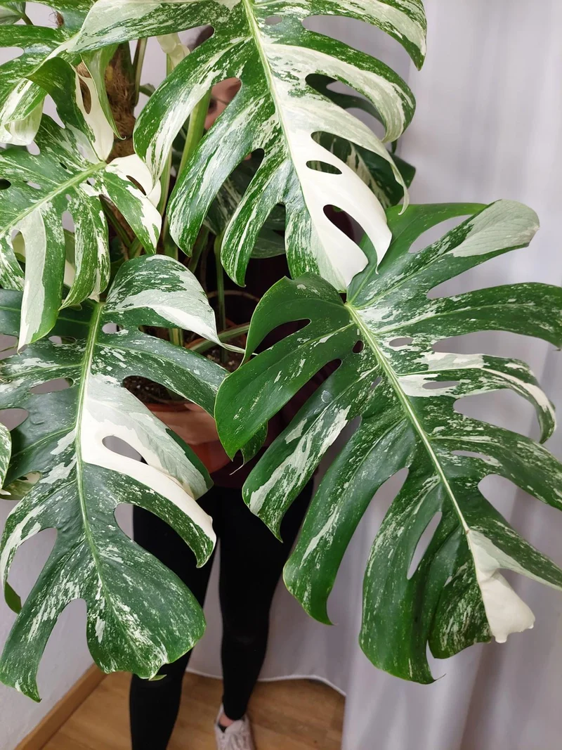 Monstera Variegata buschig