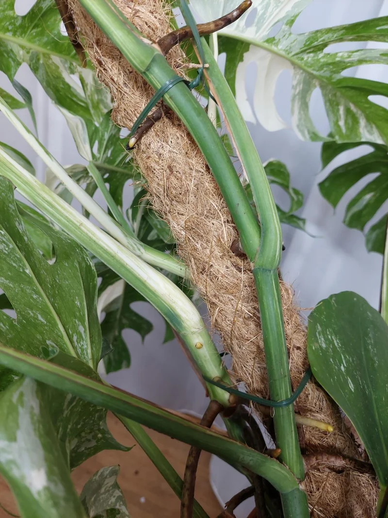 Monstera Variegata buschig