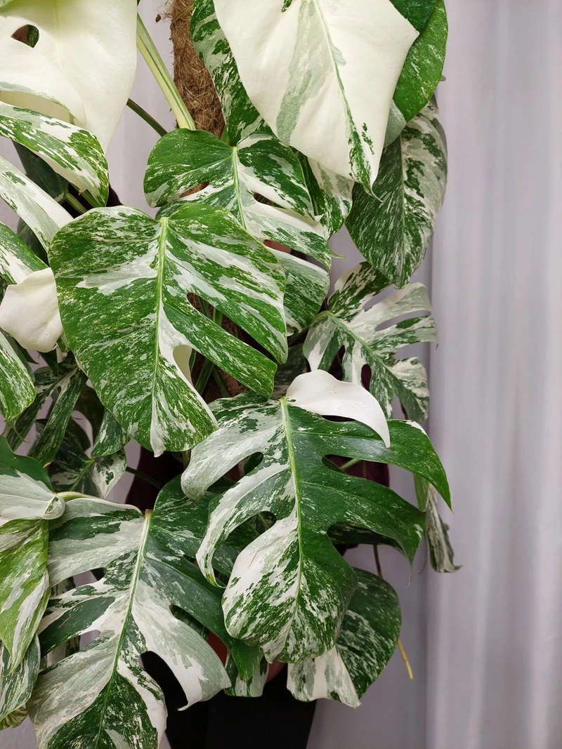 Monstera Variegata buschig