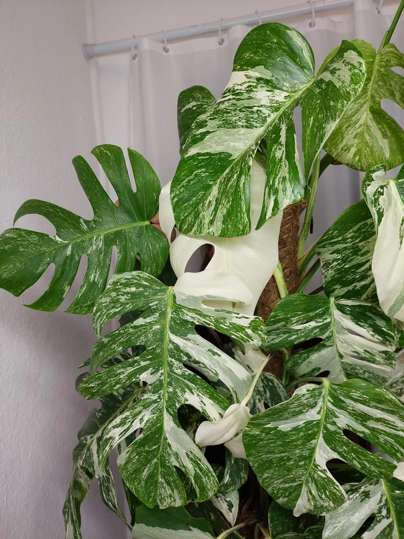 Monstera Variegata buschig