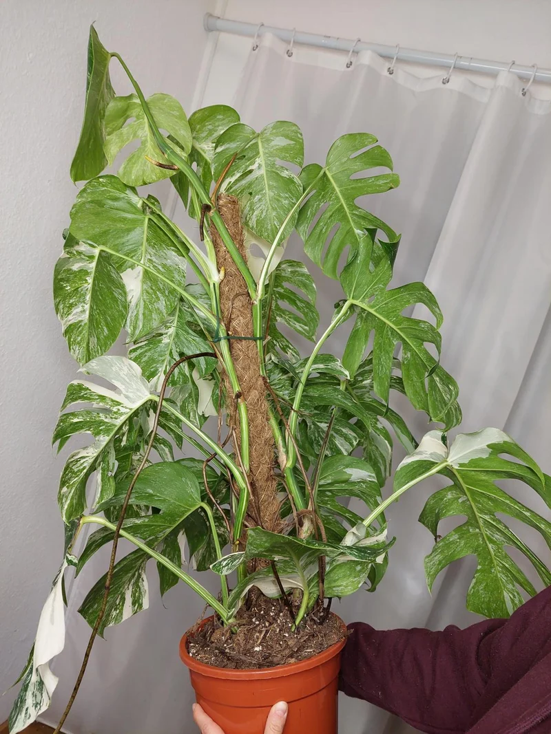 Monstera Variegata buschig
