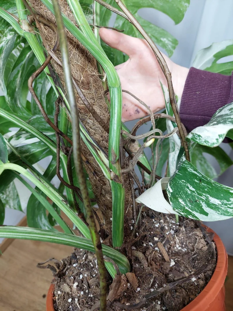 Monstera Variegata buschig