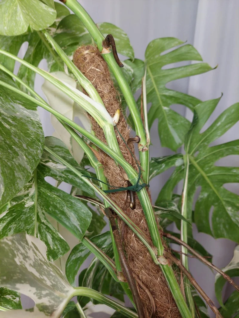 Monstera Variegata buschig