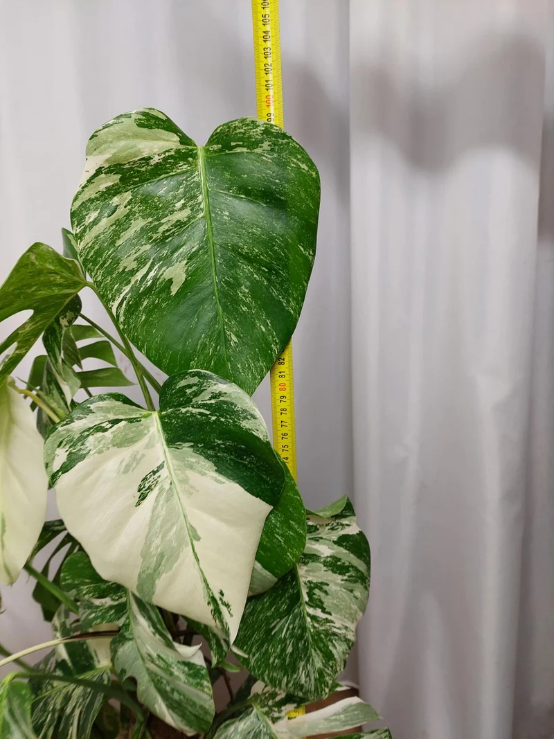 Monstera Variegata buschig