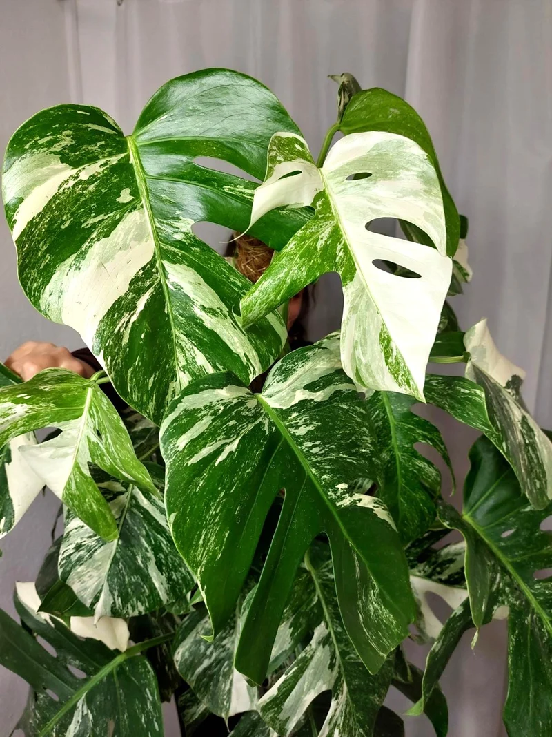 Monstera Variegata buschig