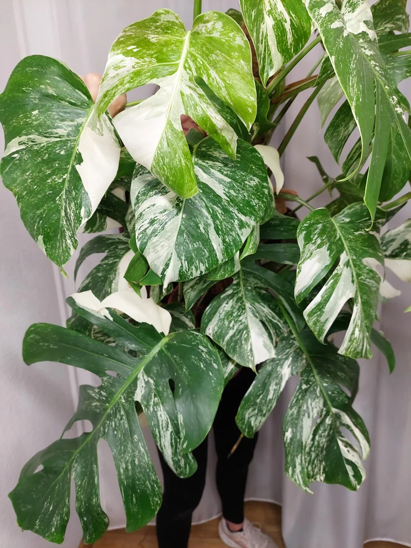 Monstera Variegata buschig