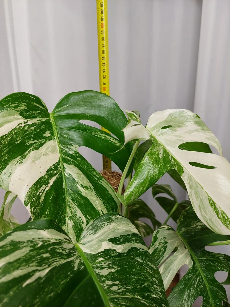 Monstera Variegata buschig