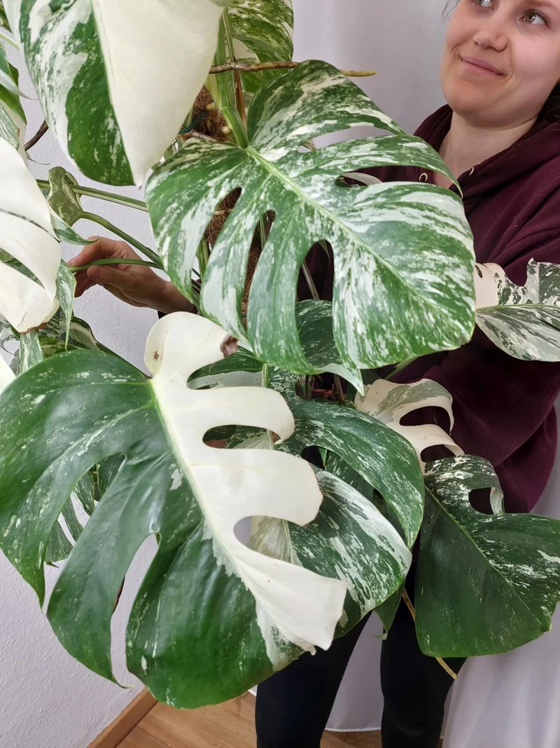 Monstera Variegata buschig