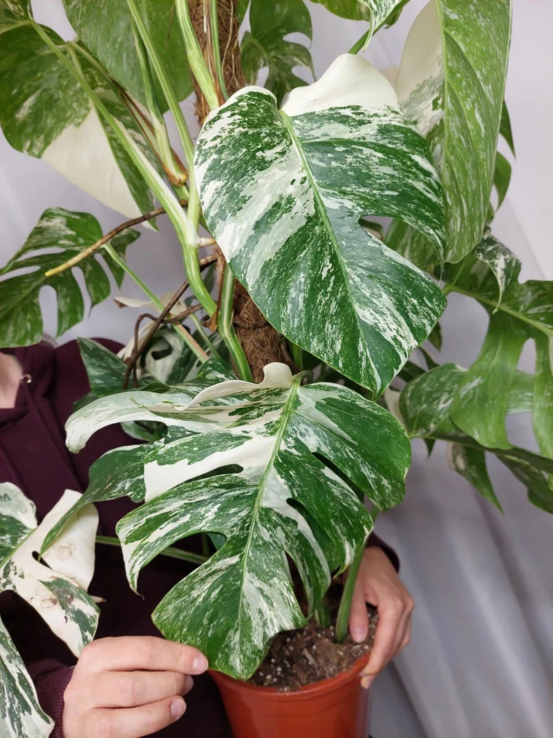 Monstera Variegata buschig