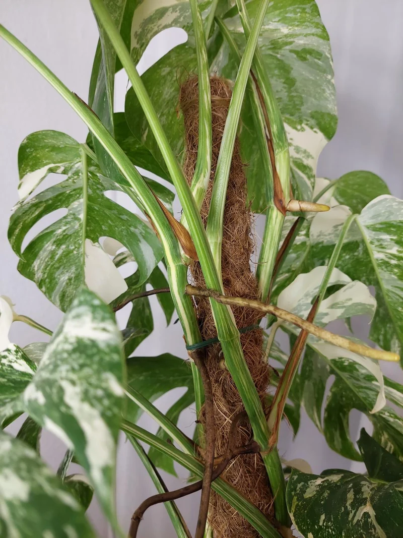 Monstera Variegata buschig