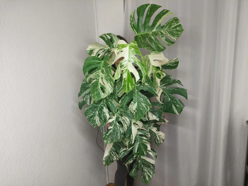 Monstera Variegata buschig